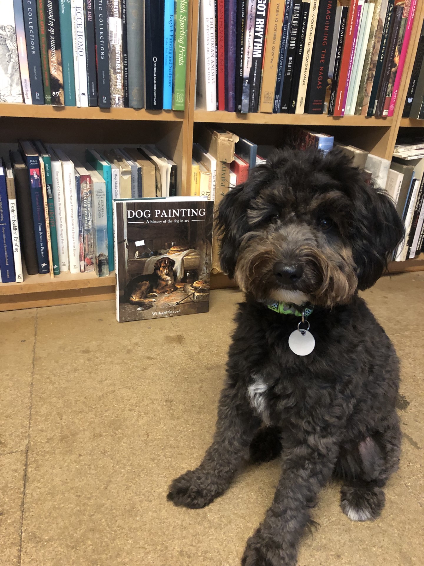 Byron the dog in front of the art bookshelves
